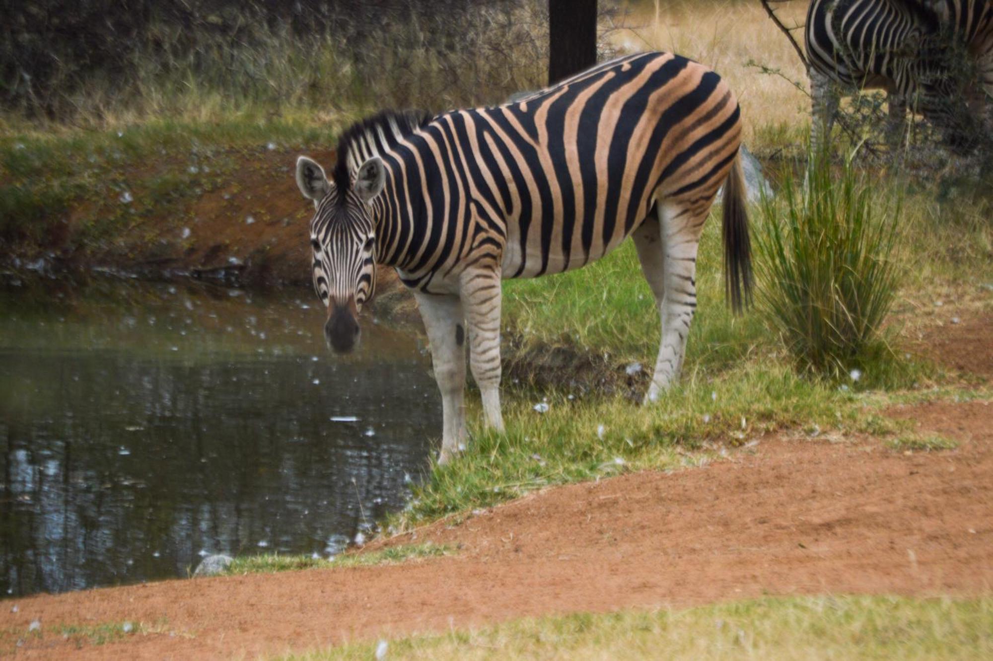 Tula Baba Game Lodge Brits Exterior foto