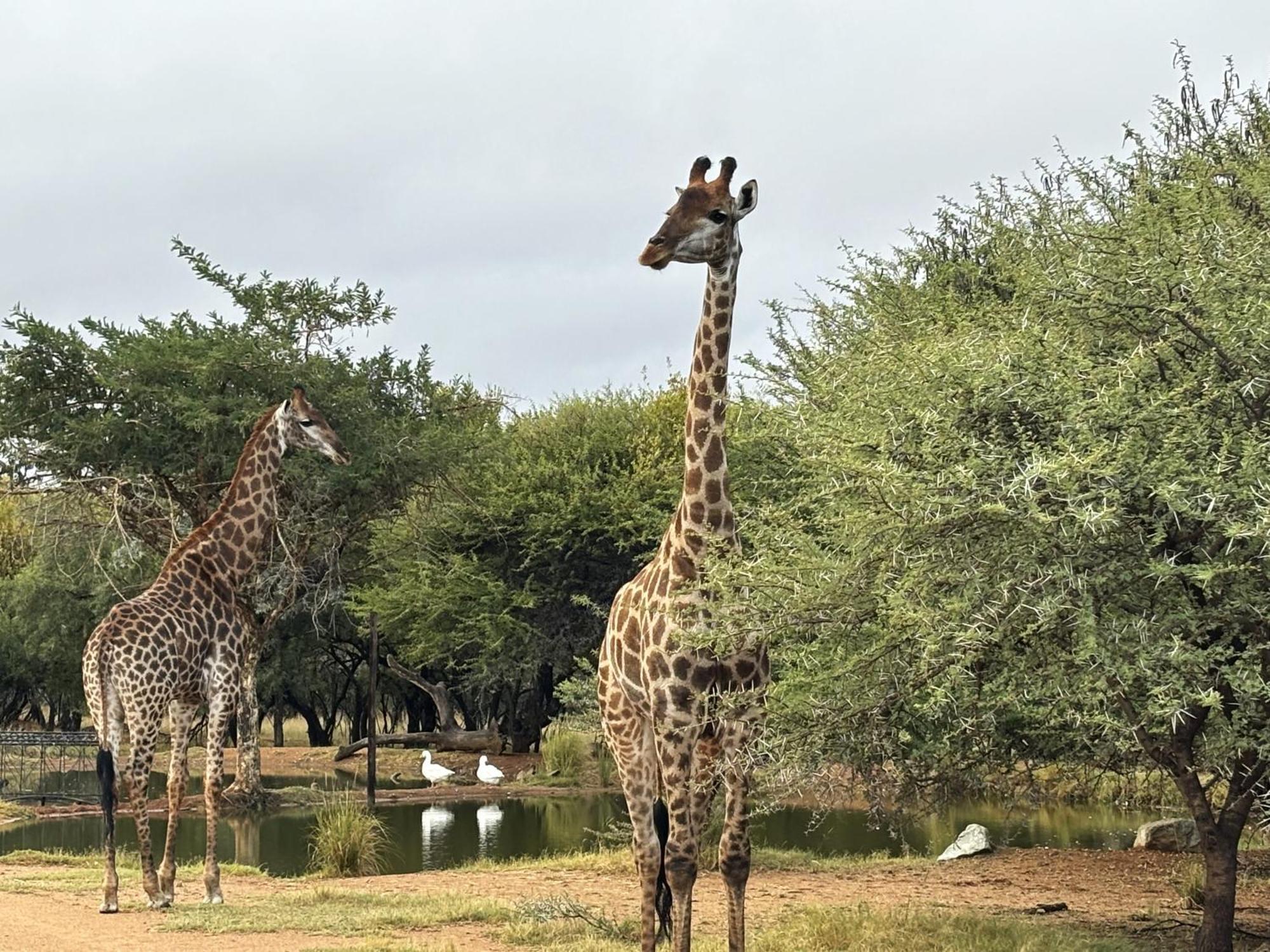 Tula Baba Game Lodge Brits Exterior foto